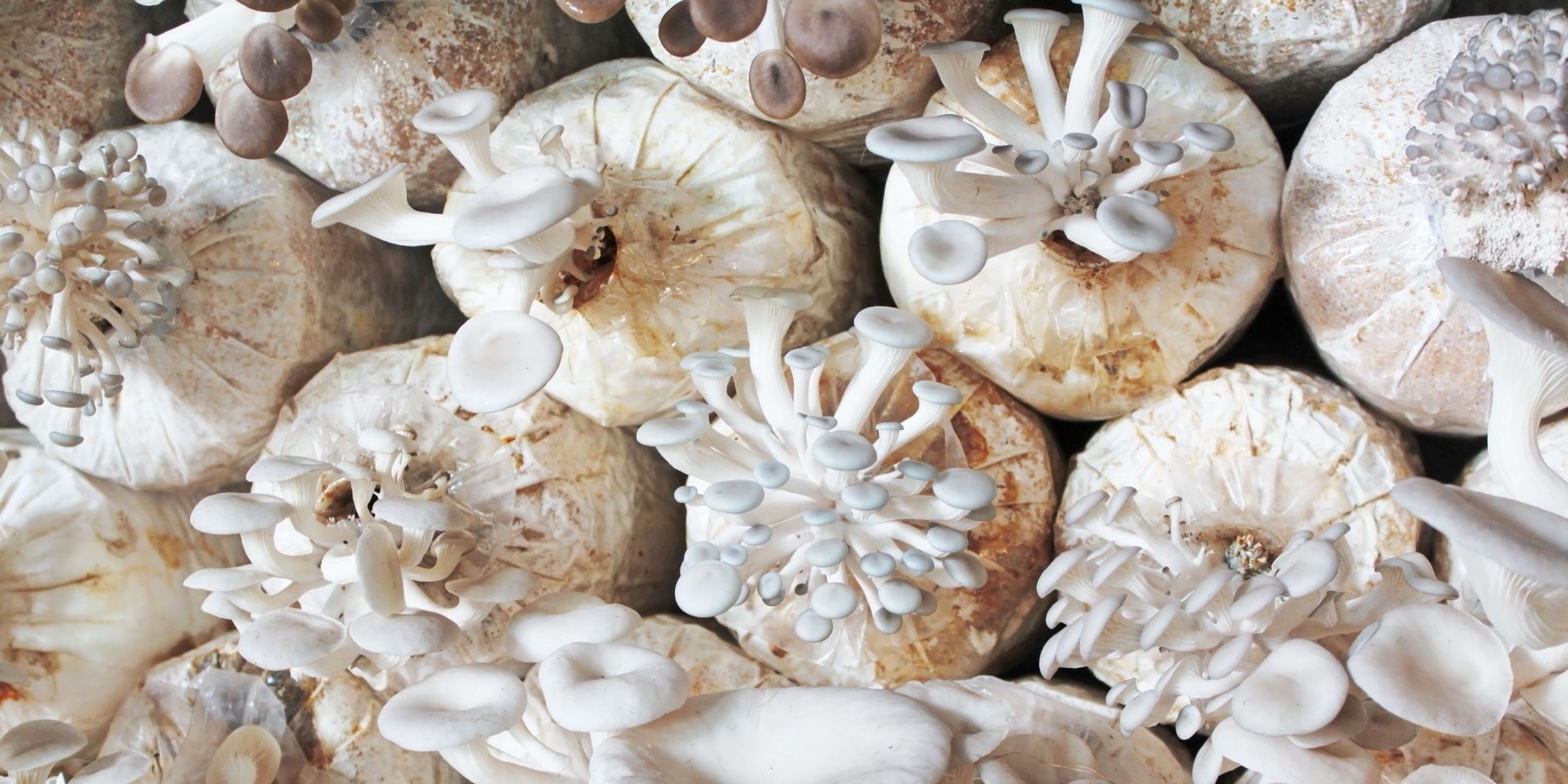 Oyster mushrooms fruiting from substrate bags at the Oyst farm