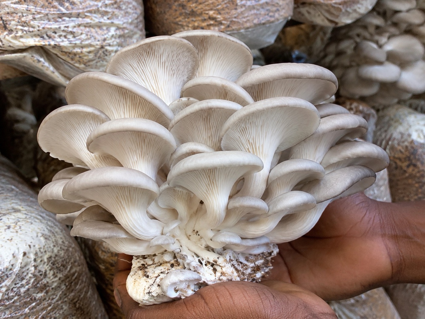 A fresh cluster of Oyst oyster mushrooms
